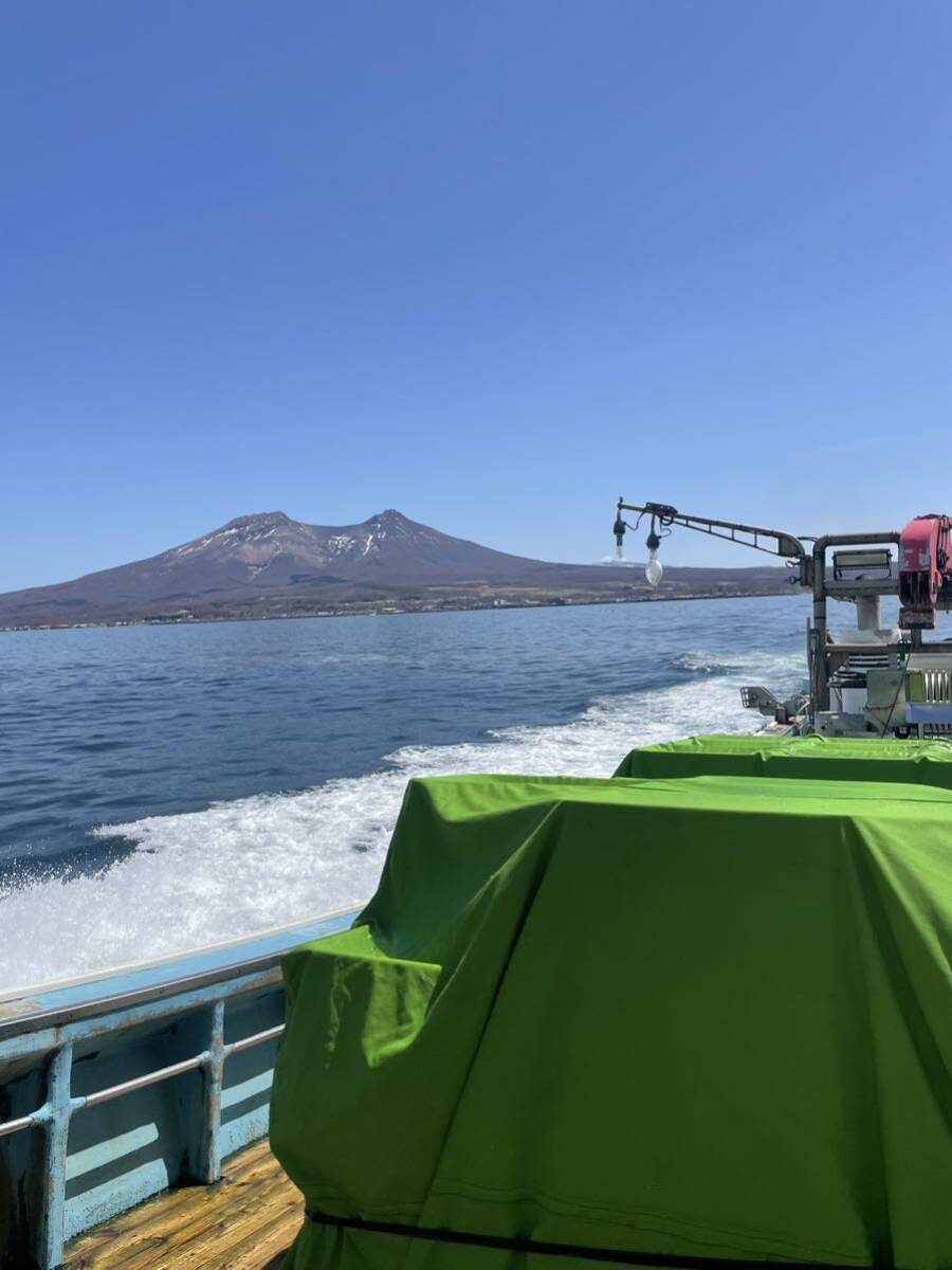 激安　ベビーホタテ　10キロ　北海道噴火湾産_画像4