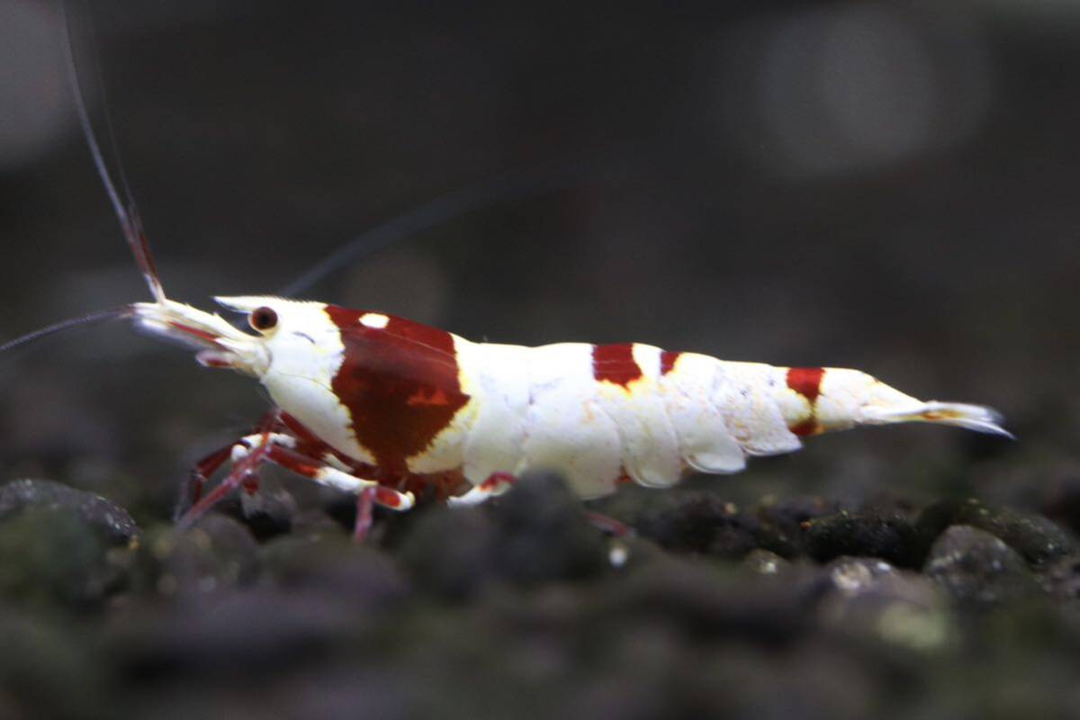【M-shrimp】レッドビーシュリンプ　3匹(オス1匹、メス2匹内抱卵1匹)_画像6