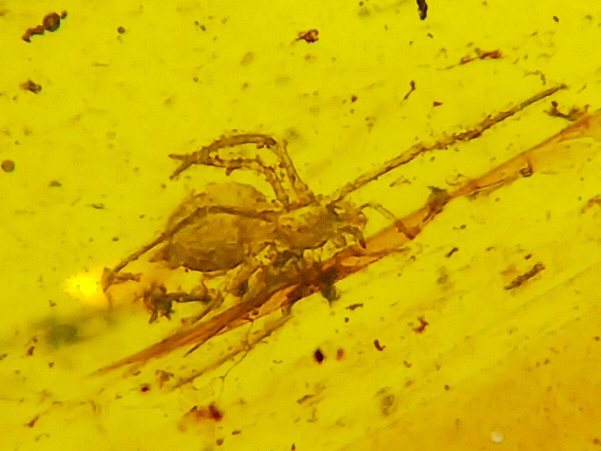 #8063 白亜紀 虫入り ビルマ琥珀 蜘蛛 カゲロウ（破損）（バーマイト 昆虫 化石 アンバー）の画像1