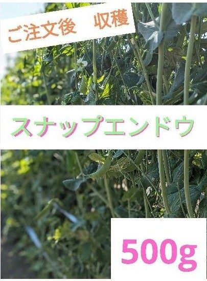 【ご注文後　収穫】スナップエンドウ　500g