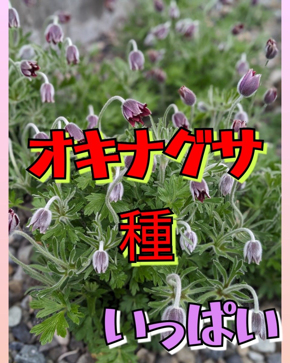 オキナグサ　種　翁草