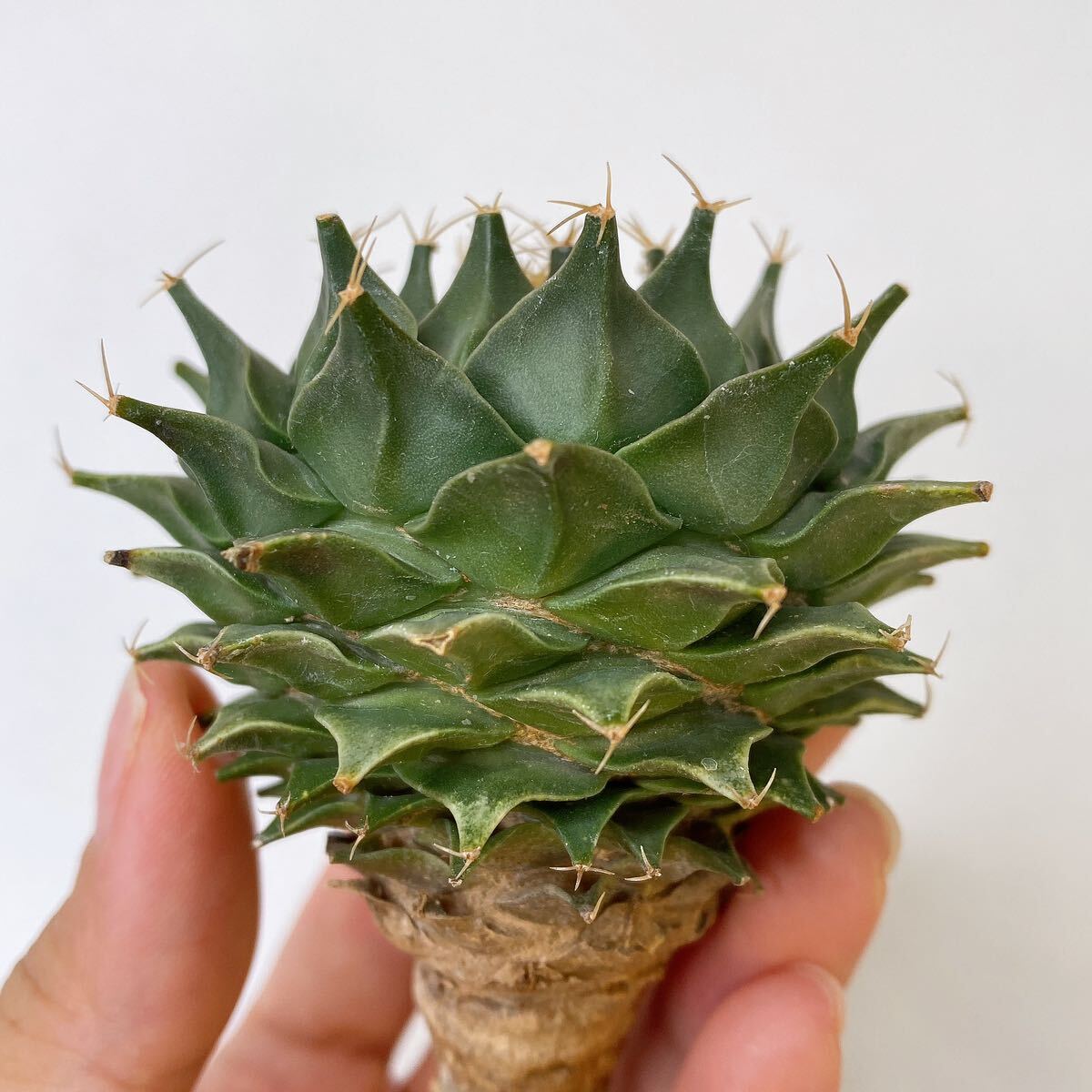 幅約5cm！一属一種！多肉植物 サボテン オブレゴニア・デニグリー 実生 Obregonia denegrii の画像4