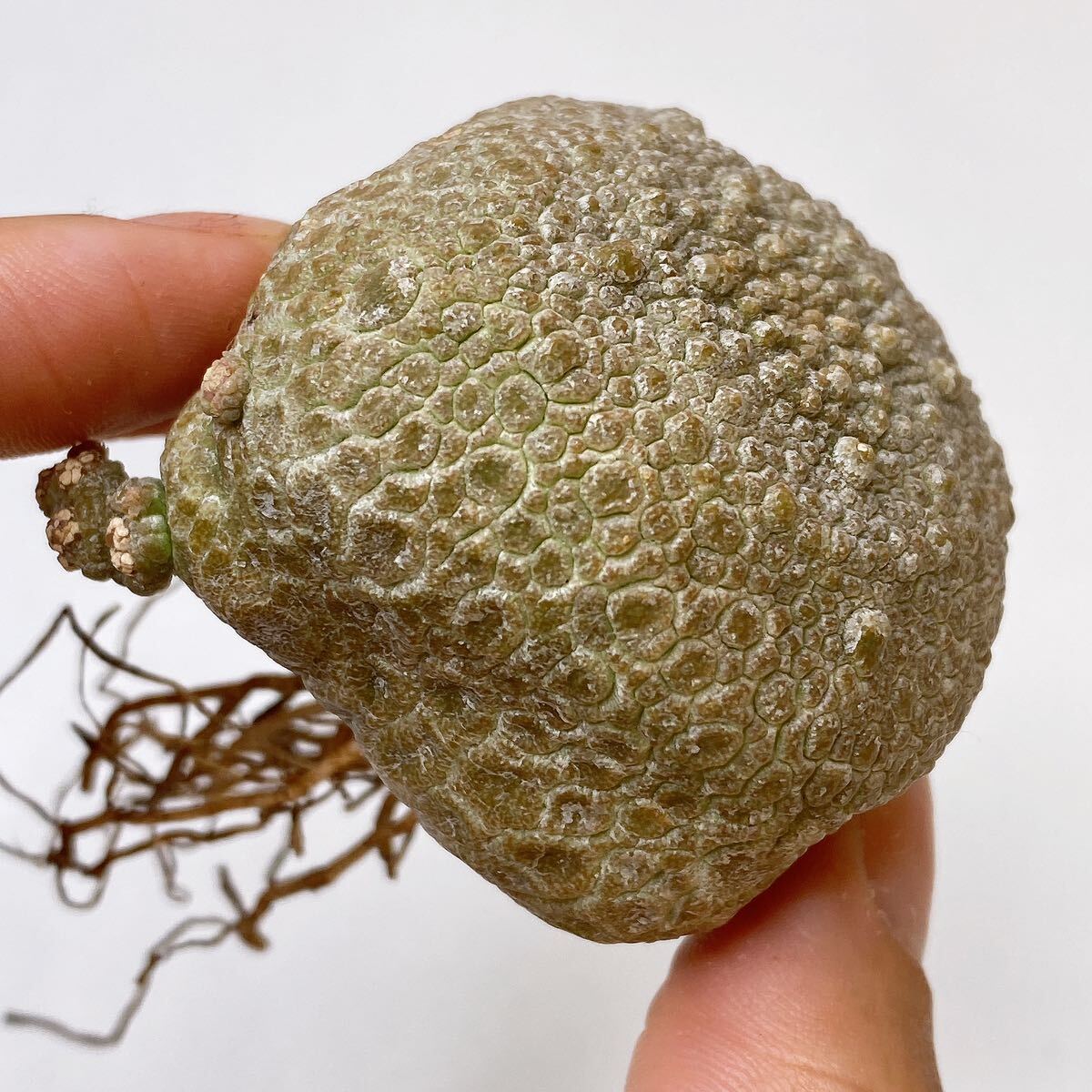 レア希少！幅約4.5cm！サボテン　ガガイモ　プセウドリトスクビフォルミス　実生 Pseudolithos cubiformis (cubiforme)_画像8