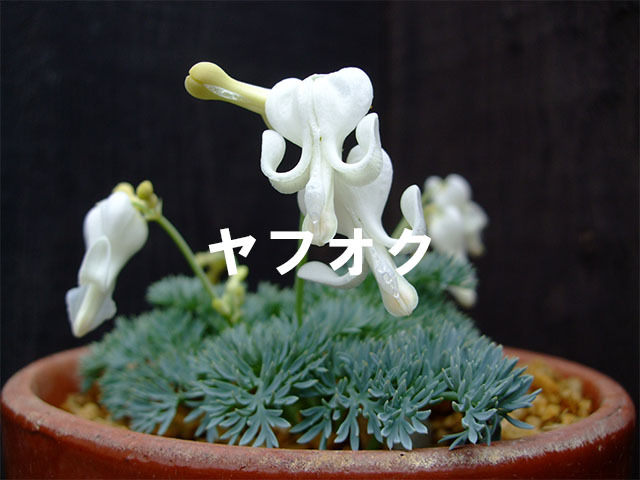白花コマクサ 鉢付き 山野草 高山植物 Cの画像4