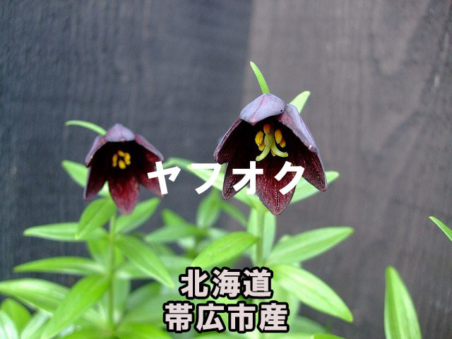  black lily pot attaching making included pot attaching Hokkaido Obihiro city production fields and mountains grass Alpine plants B