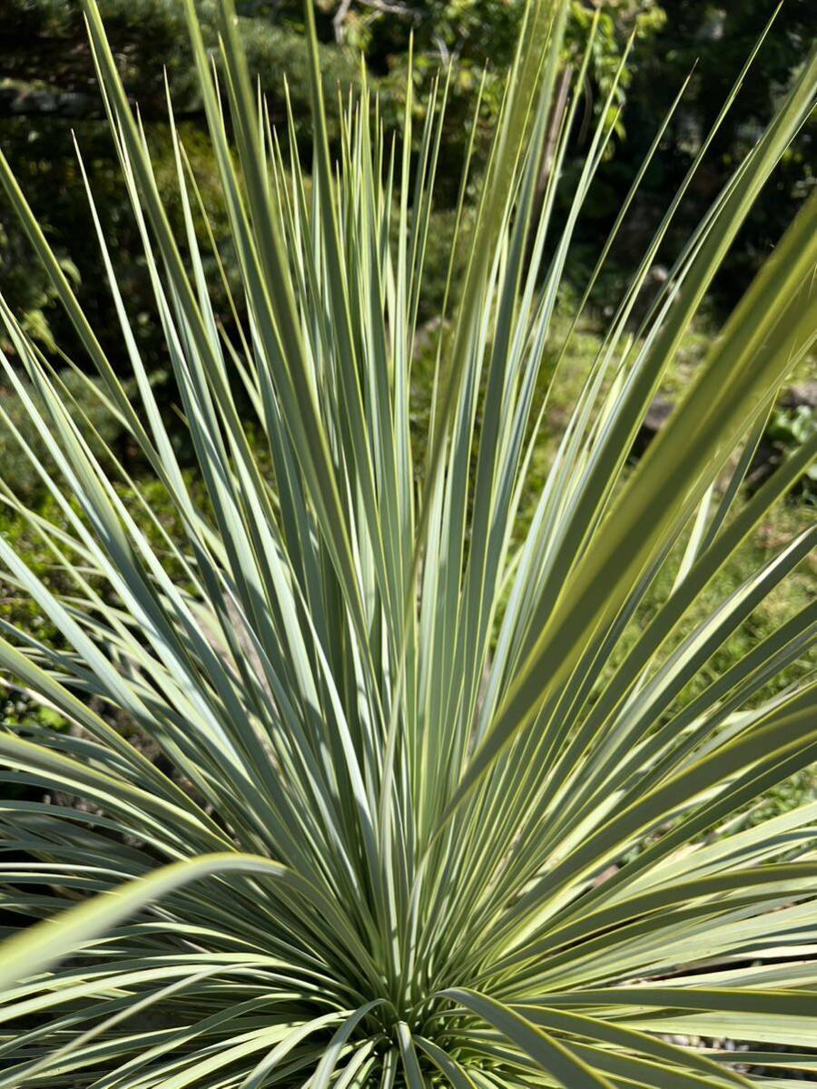1m20cm 太株 ユッカ ロストラータ 発根 耐寒性-15 ドライガーデン 地植え シンボルツリー Yucca ガーデニング 庭の画像4