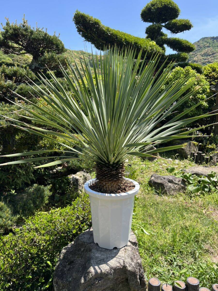 極太 ユッカ ロストラータ 発根 耐寒性-15 ドライガーデン 地植え シンボルツリー Yucca ガーデニング の画像4