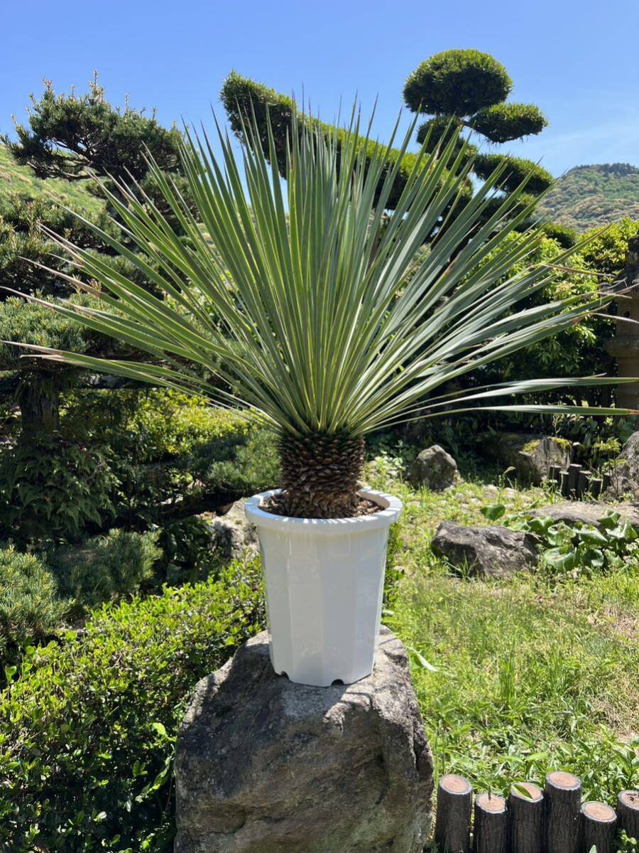 極太 ユッカ ロストラータ 発根 耐寒性-15 ドライガーデン 地植え シンボルツリー Yucca ガーデニング の画像5