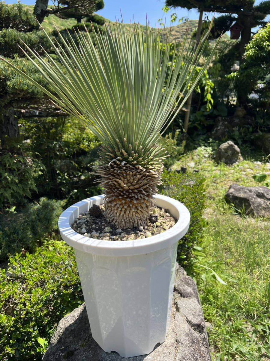 太株 ユッカ ロストラータ 発根 耐寒性-15 ドライガーデン 地植え シンボルツリー Yucca ガーデニング の画像1