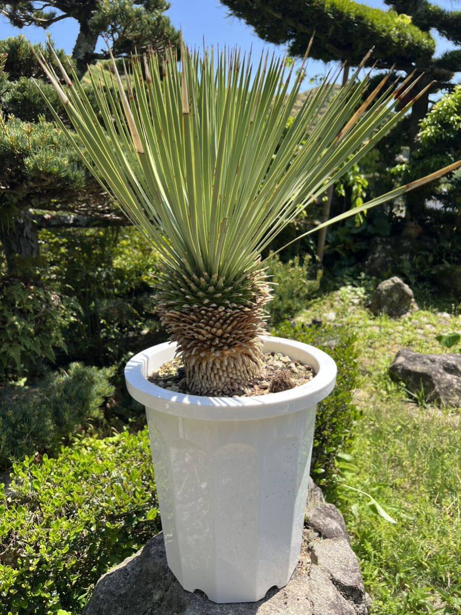 太株 ユッカ ロストラータ 発根 耐寒性-15 ドライガーデン 地植え シンボルツリー Yucca ガーデニング の画像5