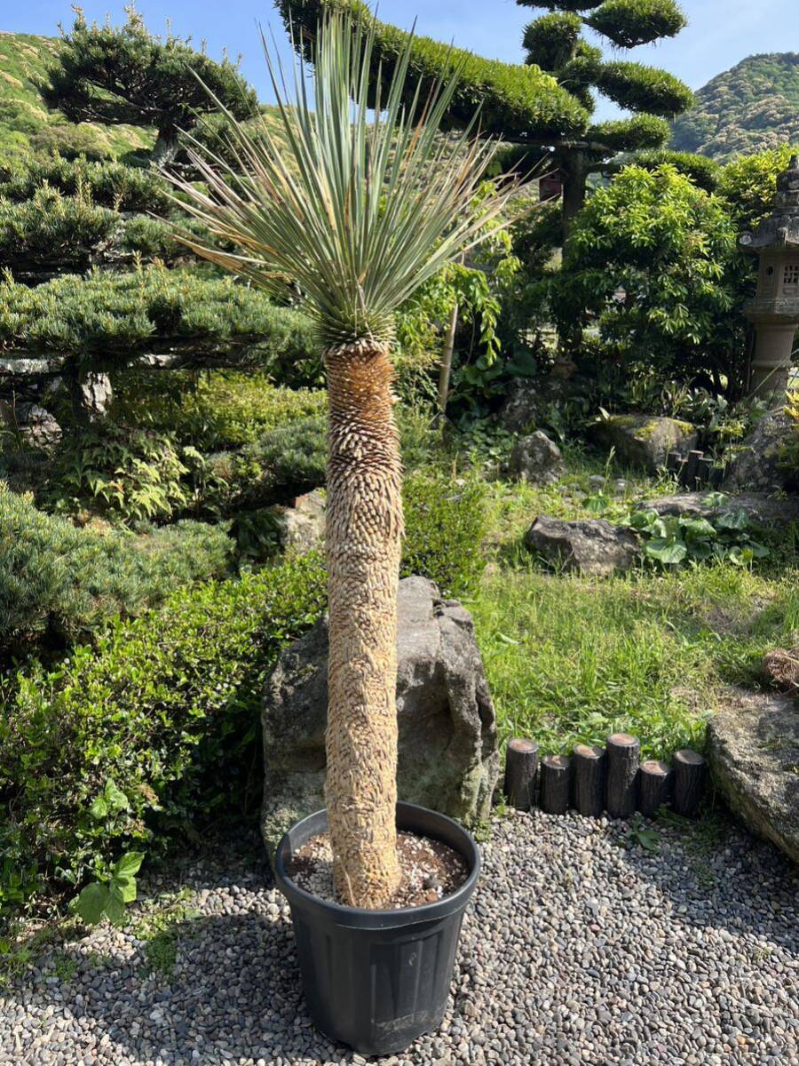 1m73cm yucca Lost la-ta departure root enduring cold .-15 Driger ten ground .. symbol tree Yucca gardening garden 