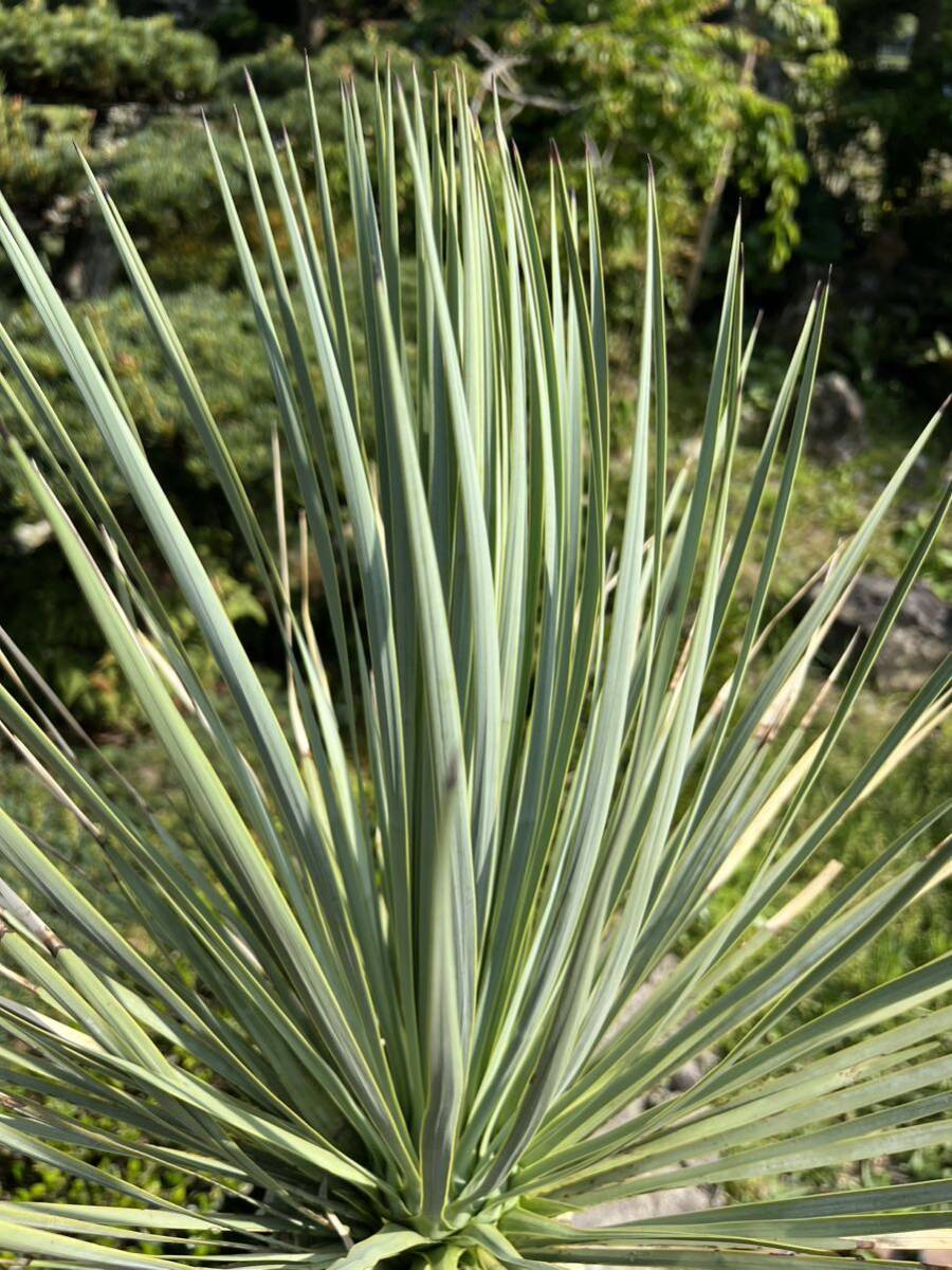 1m73cm yucca Lost la-ta departure root enduring cold .-15 Driger ten ground .. symbol tree Yucca gardening garden 