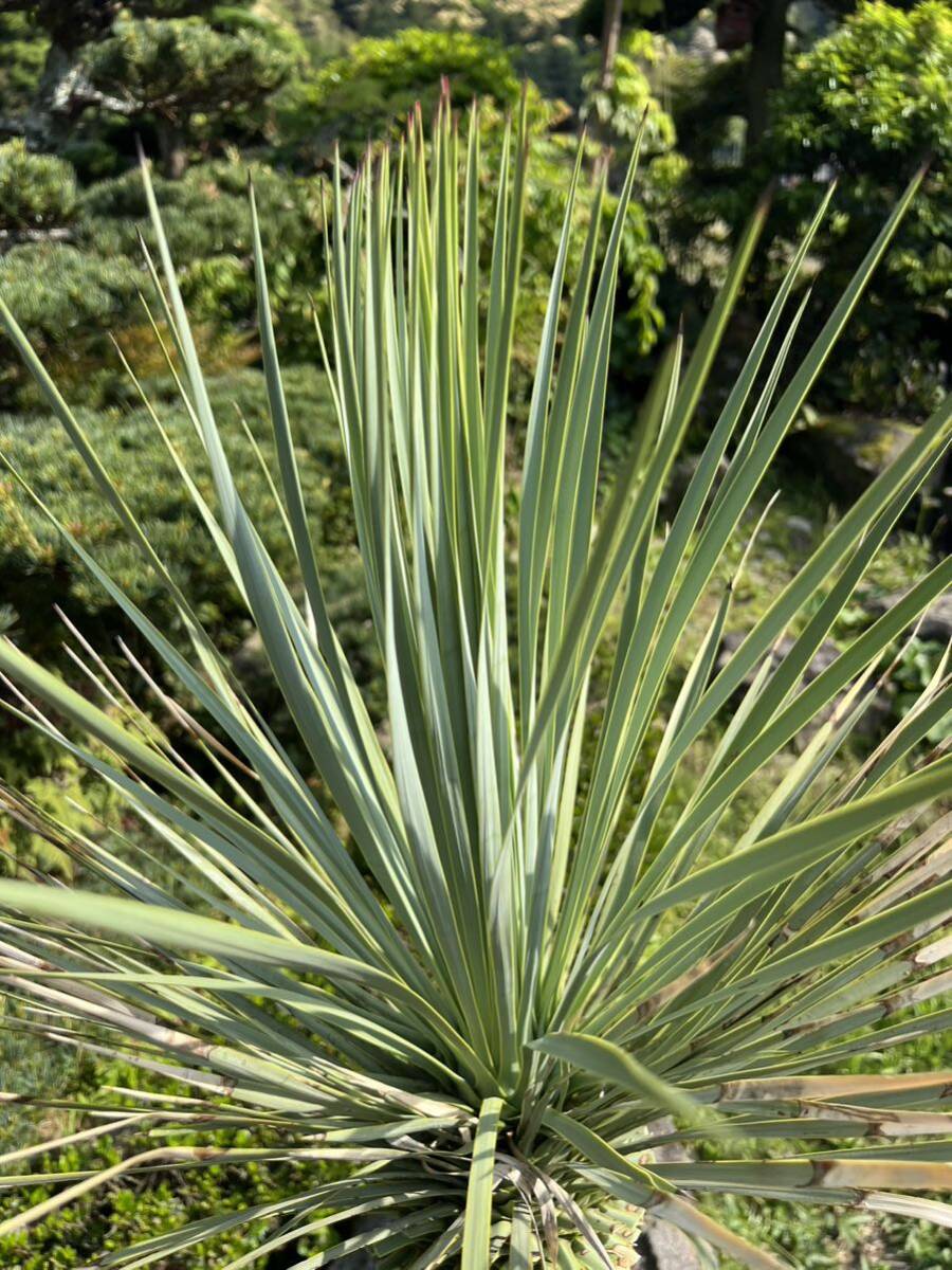 1m73cm yucca Lost la-ta departure root enduring cold .-15 Driger ten ground .. symbol tree Yucca gardening garden 