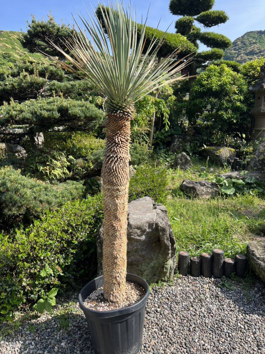 1m73cm юкка Lost la-ta departure корень выдерживающий холод .-15 Driger ten земля .. символ tree Yucca садоводство двор 