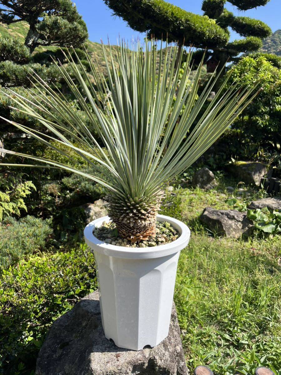 太株 ユッカ ロストラータ 発根　耐寒性-15 ドライガーデン 地植え シンボルツリー Yucca ガーデニング 庭_画像1