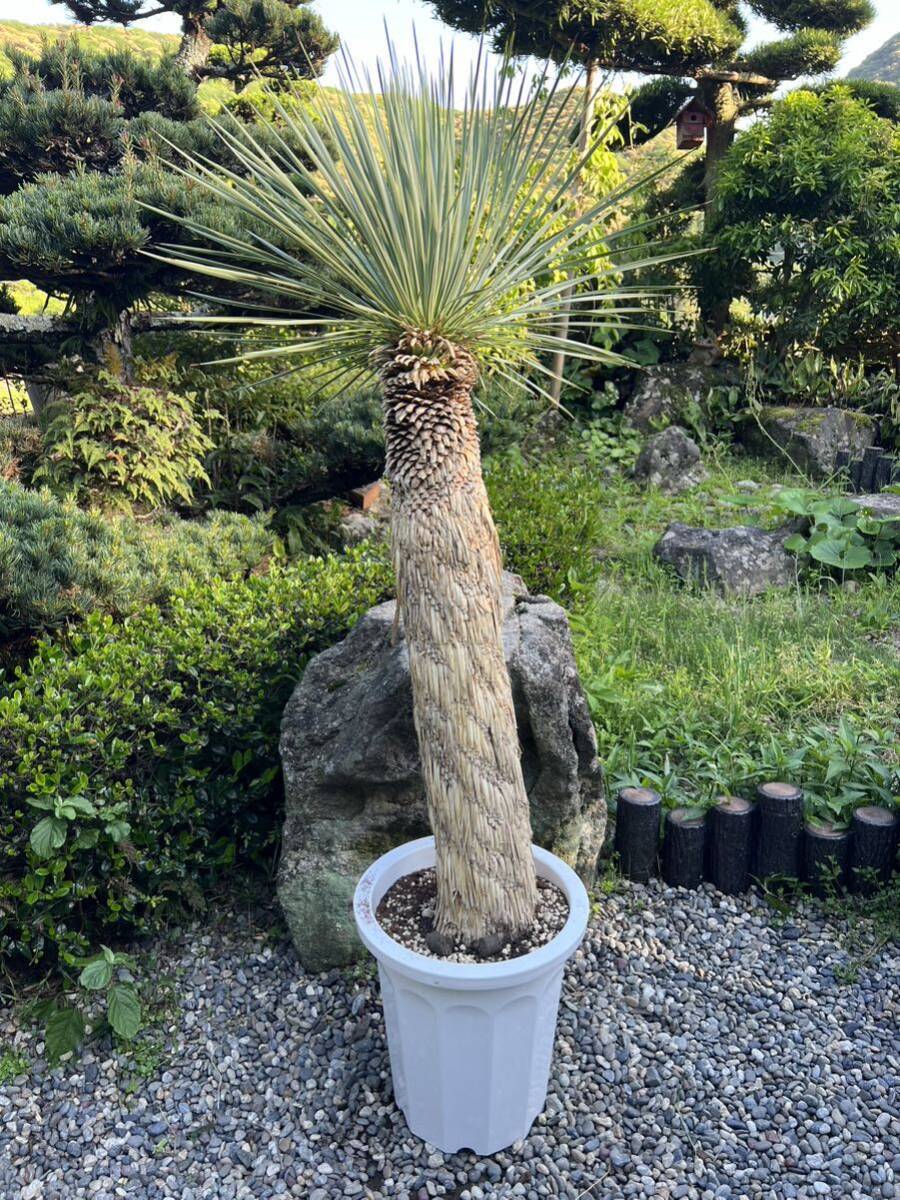 1m36cm futoshi yucca Lost la-ta departure root enduring cold .-15 Driger ten ground .. symbol tree Yucca gardening garden 
