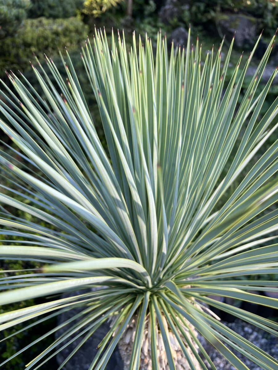 1m36cm futoshi yucca Lost la-ta departure root enduring cold .-15 Driger ten ground .. symbol tree Yucca gardening garden 