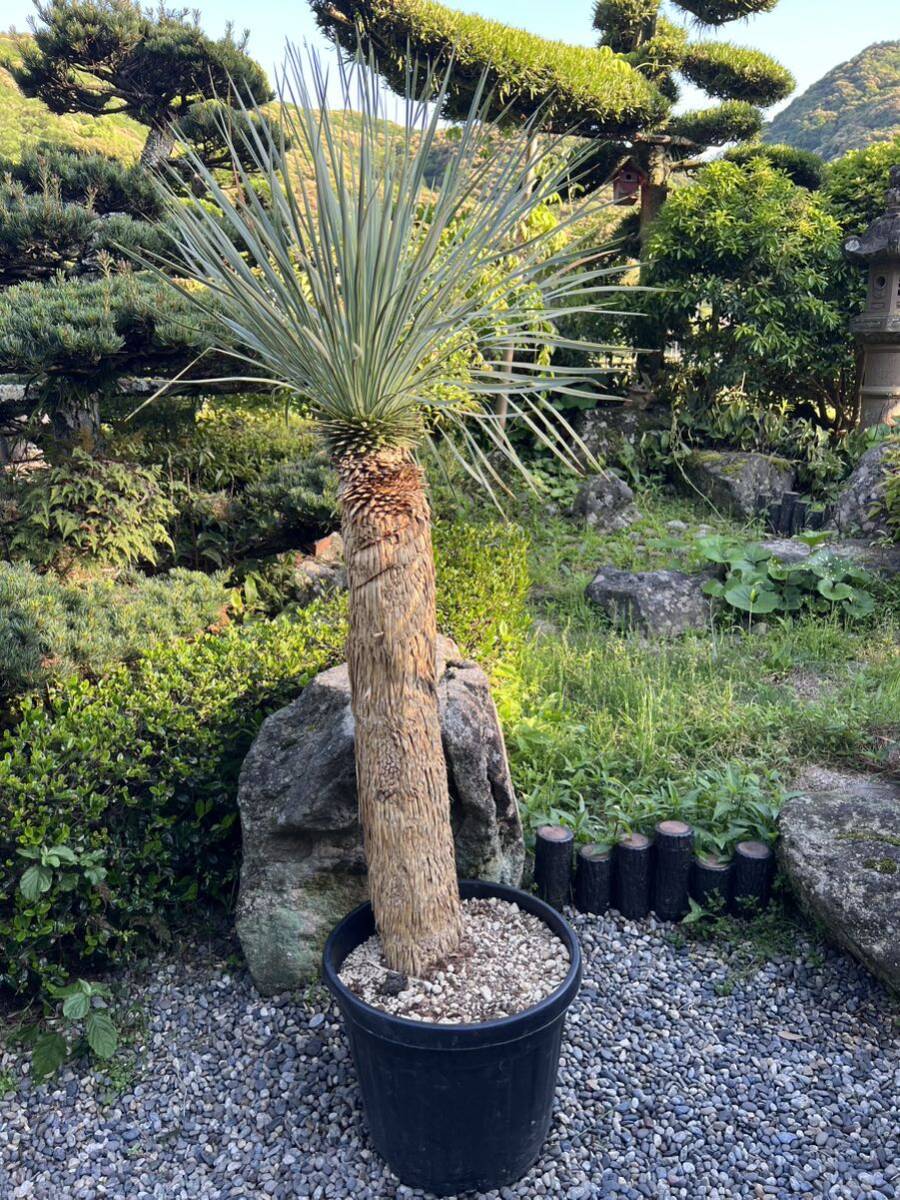 1m68cm futoshi yucca Lost la-ta departure root enduring cold .-15 Driger ten ground .. symbol tree Yucca gardening garden 