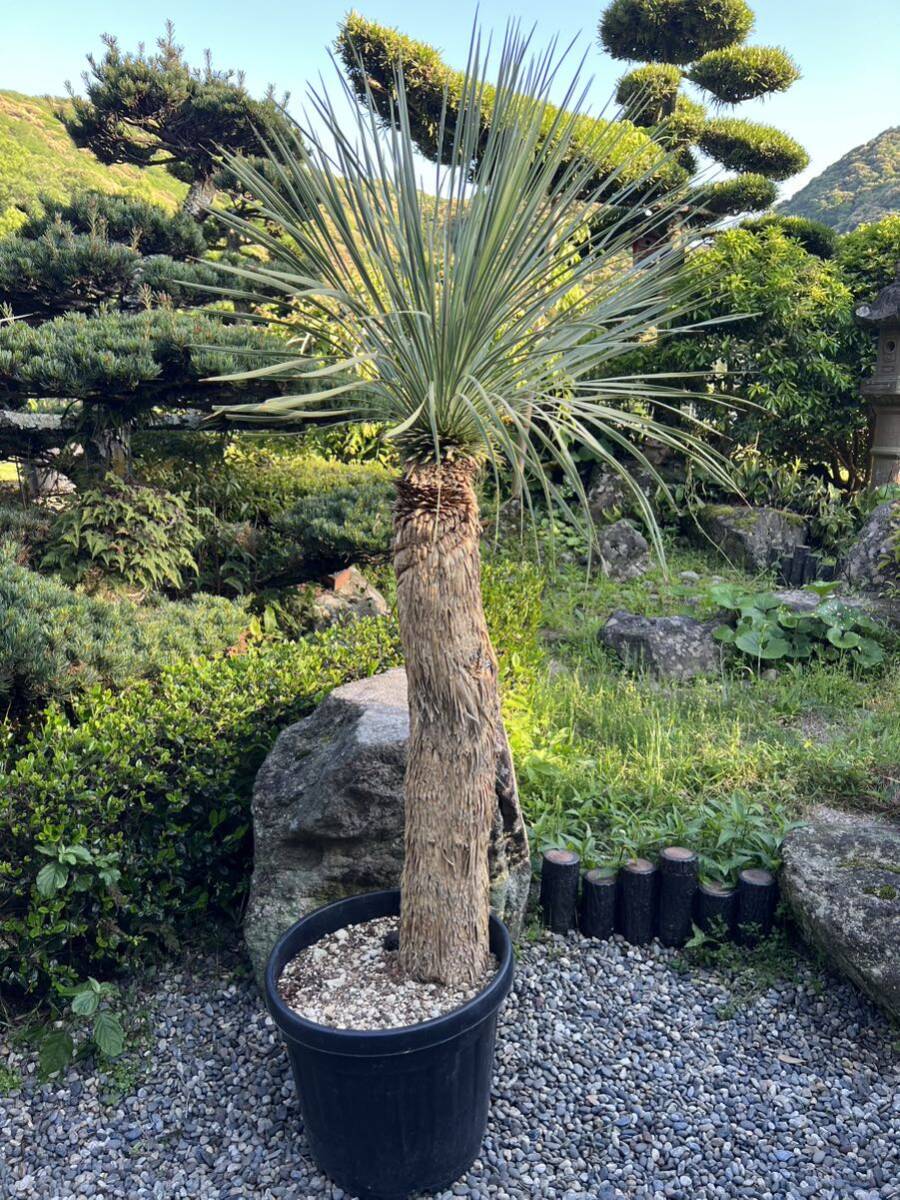 1m68cm futoshi yucca Lost la-ta departure root enduring cold .-15 Driger ten ground .. symbol tree Yucca gardening garden 