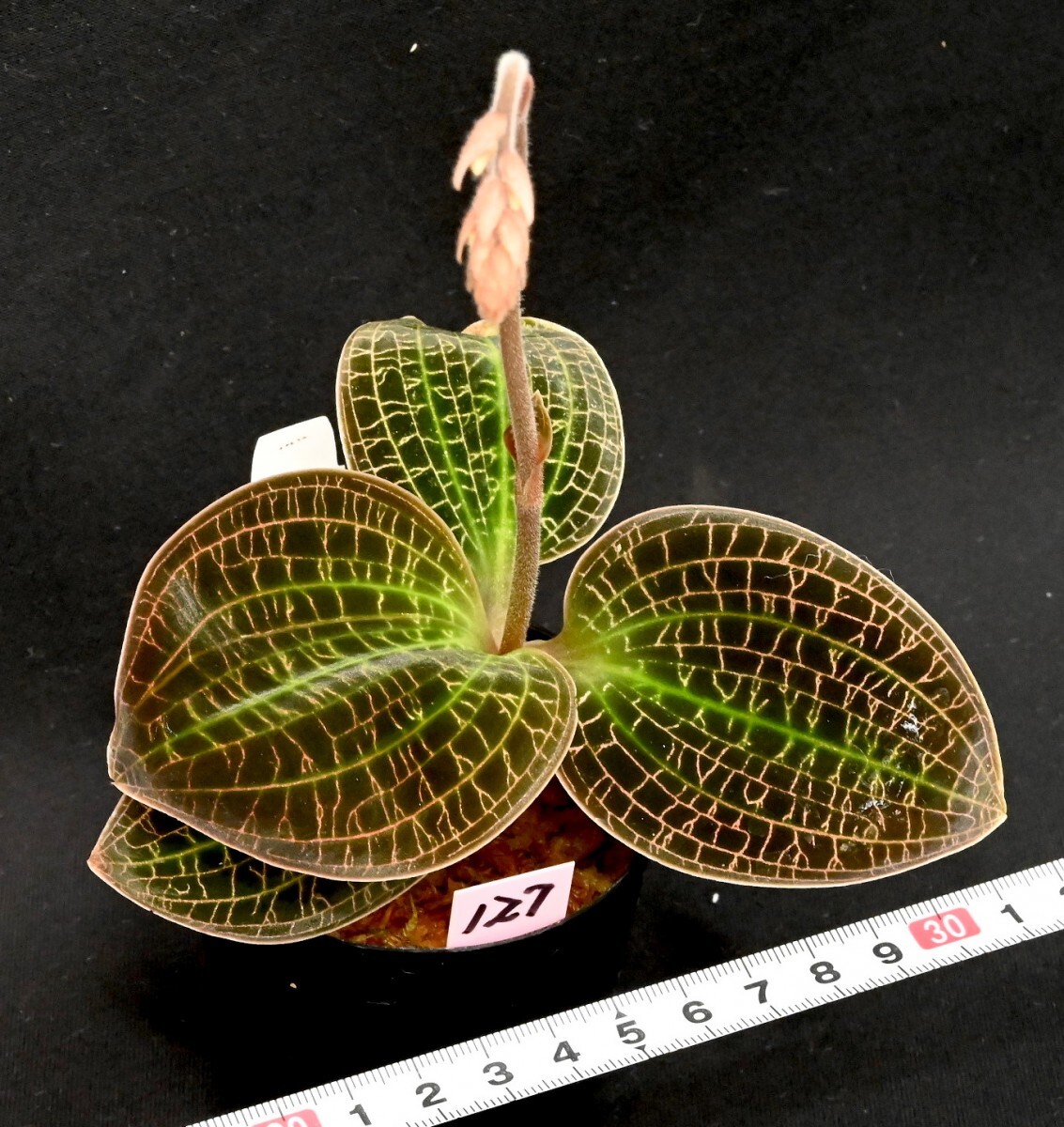洋蘭原種 (127) 花芽付き Dossinia marmorata 'Giant' ドッシニア マルモラータ ’ジャイアント’の画像3