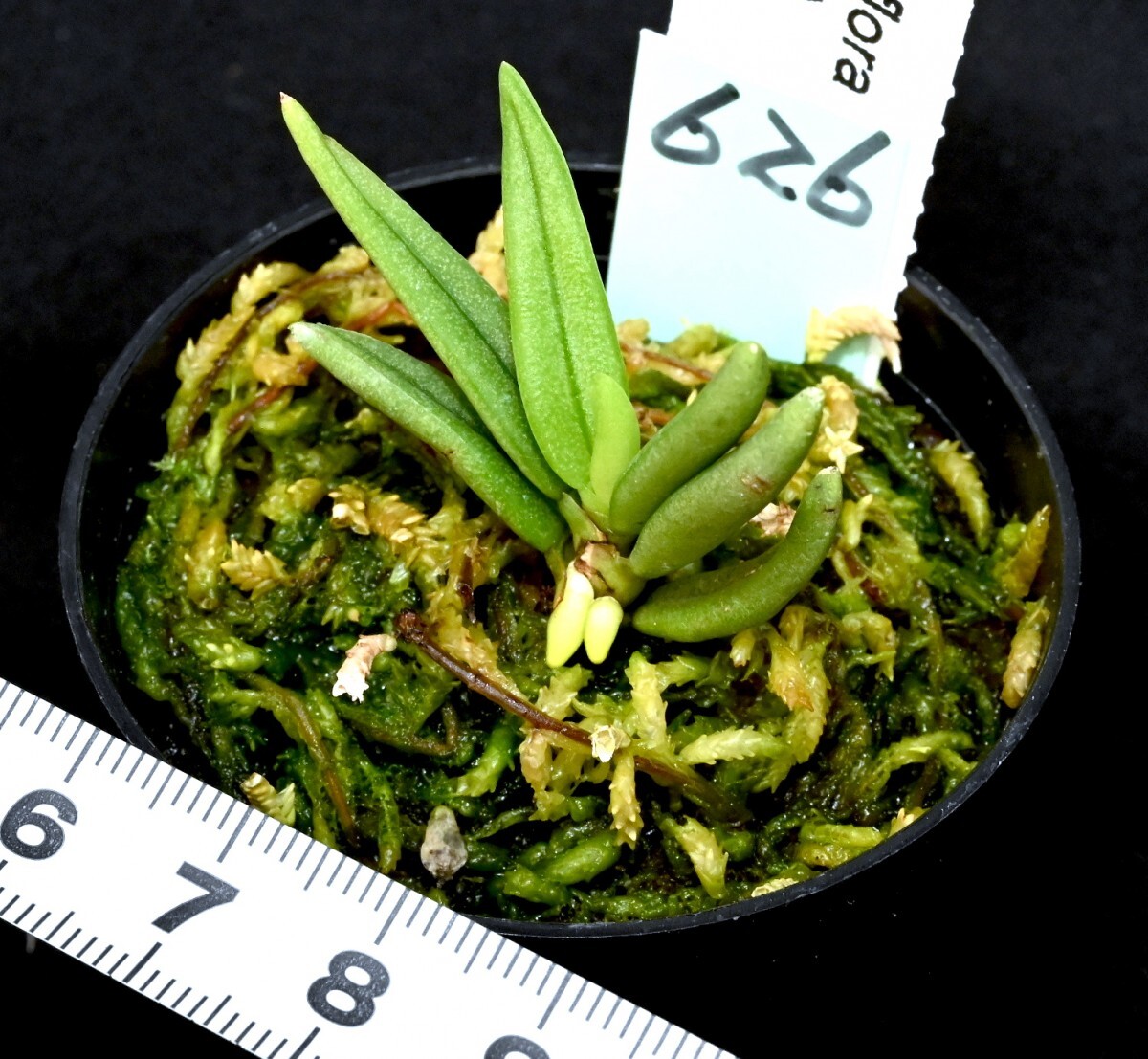 洋蘭原種 (626) 原産地由来　Brachypeza semiteretifolia (=uniflora) ブラチペザ　セミテレティフォリア_今回出品の株です。 
