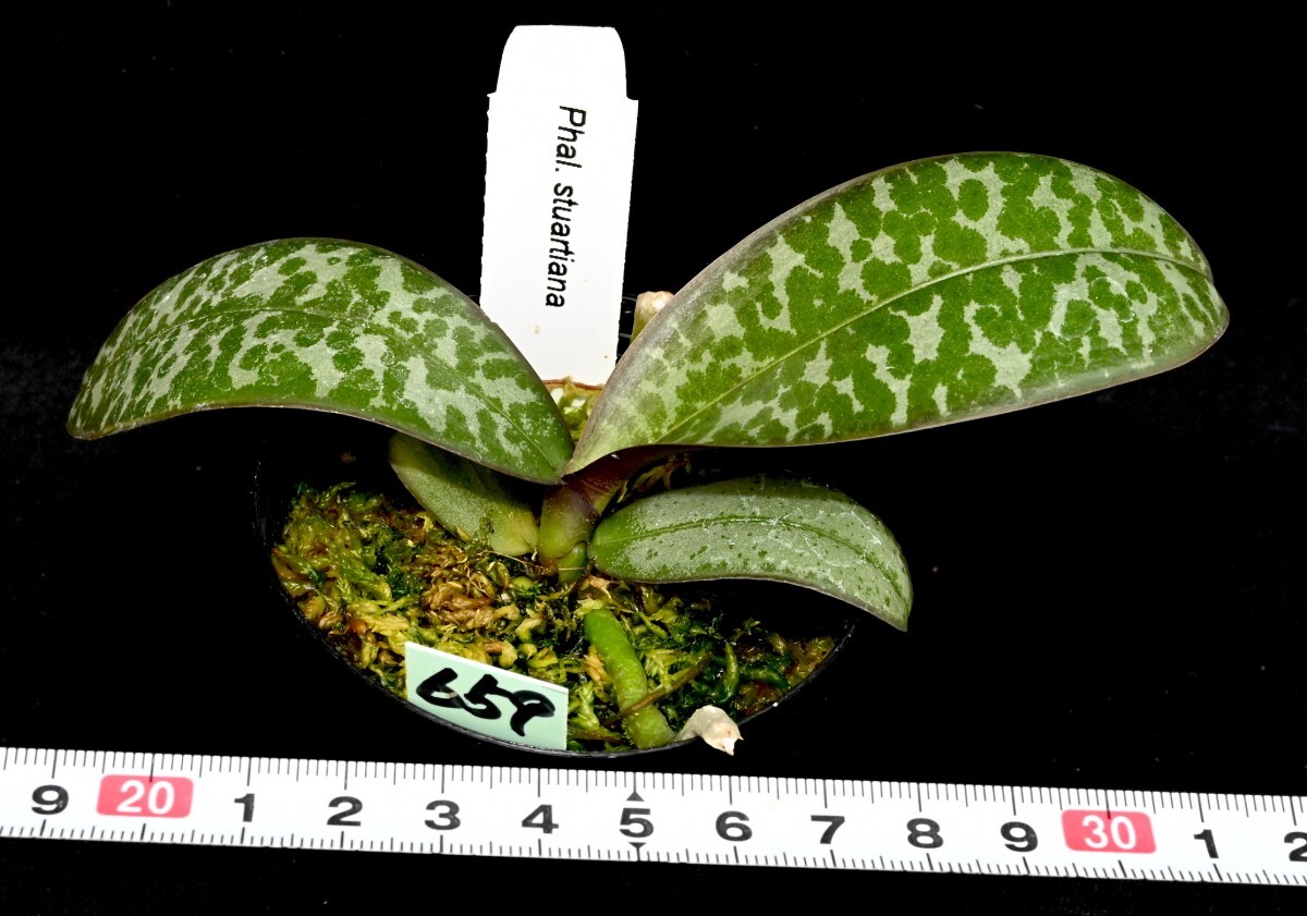洋蘭原種 (659) 葉の綺麗な胡蝶蘭。Phal. stuartiana （SIb) ファレノプシス スチュアーティアナの画像4