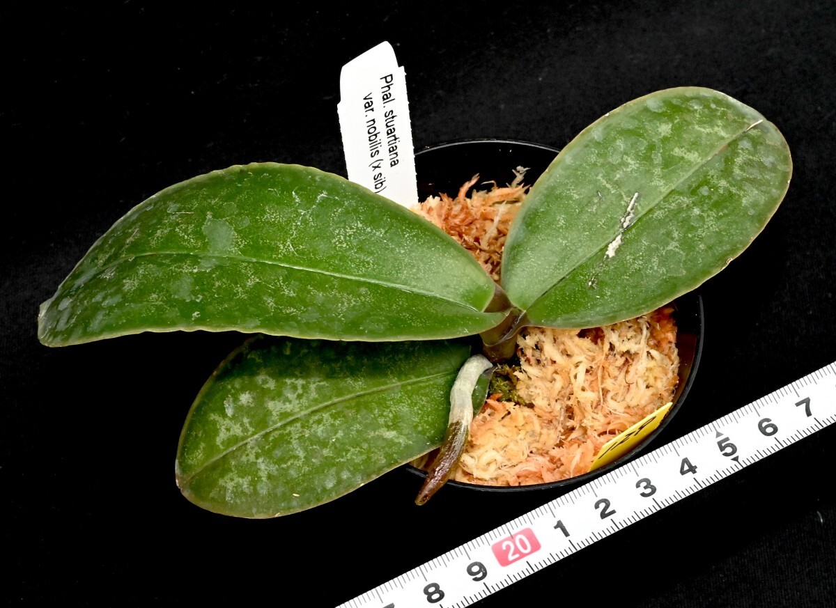 洋蘭原種 (129) 訳あり）葉に傷があります。　Phal. stuartiana var. nobilis (Sib)　黄色のスチュアーティアナ　_今回出品の株です。