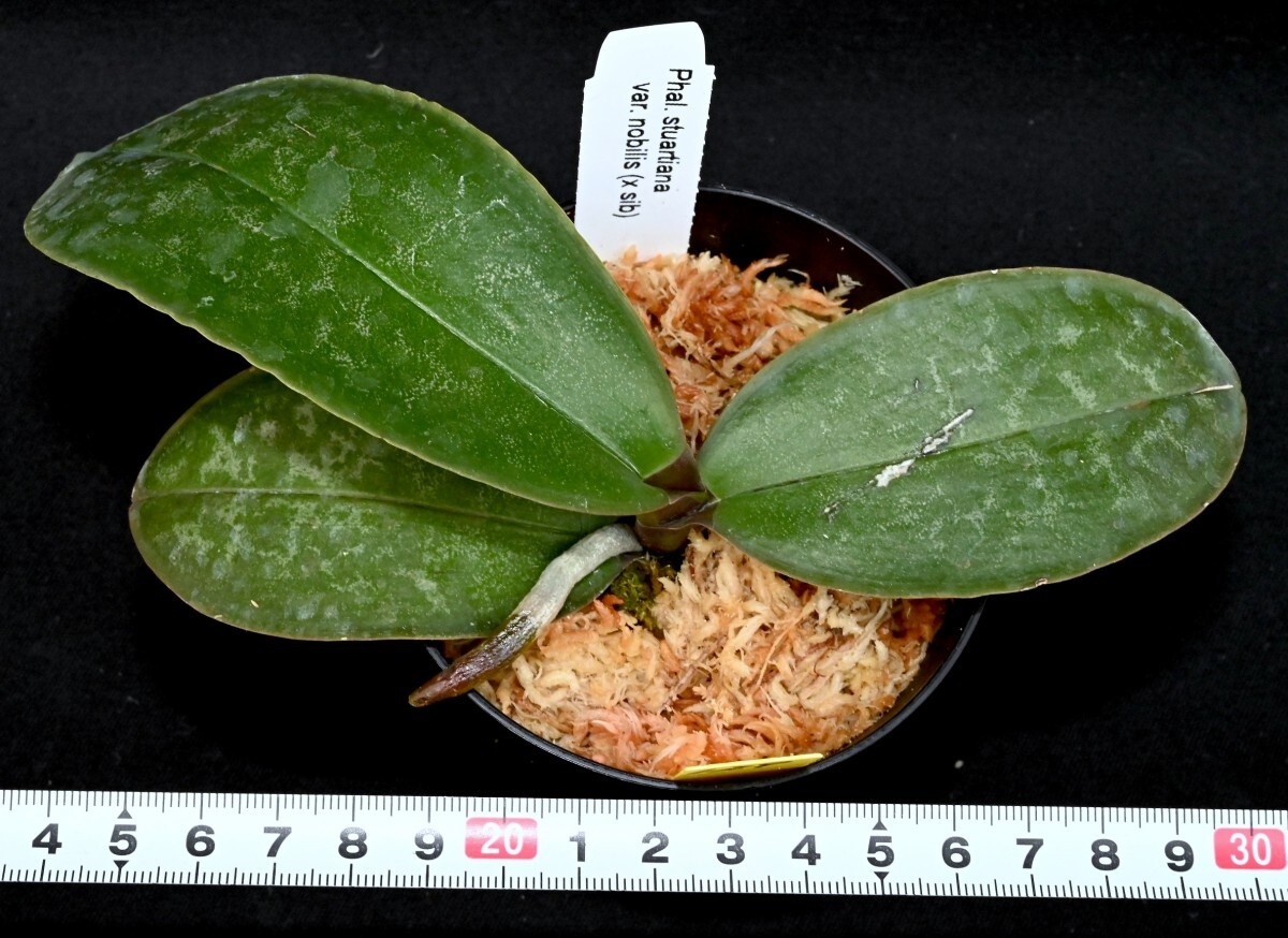 洋蘭原種 (129) 訳あり）葉に傷があります。　Phal. stuartiana var. nobilis (Sib)　黄色のスチュアーティアナ　_今回出品の株です。
