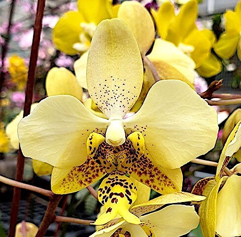 洋蘭原種 (129) 訳あり）葉に傷があります。　Phal. stuartiana var. nobilis (Sib)　黄色のスチュアーティアナ　_参考開花例です。