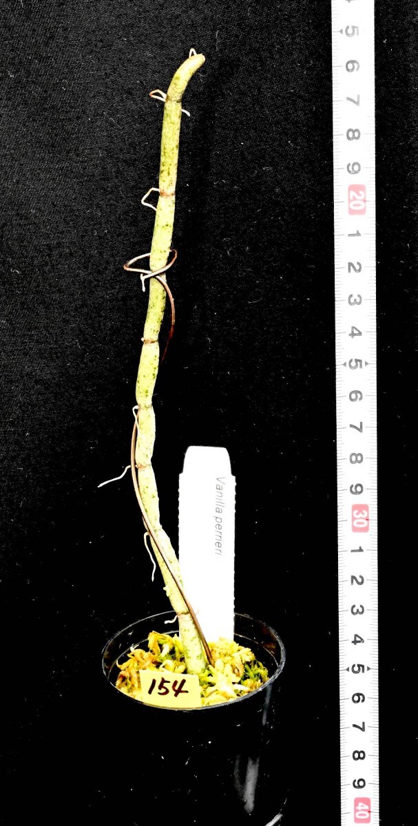 洋蘭原種 (154) 珍種入荷、リーフレスバニラ　良株です。　Vanilla perrier バニラ　ペリエリー_今回出品の株です。