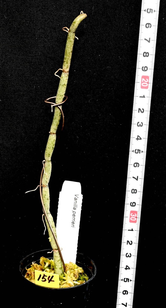 洋蘭原種 (154) 珍種入荷、リーフレスバニラ 良株です。 Vanilla perrier バニラ ペリエリーの画像3