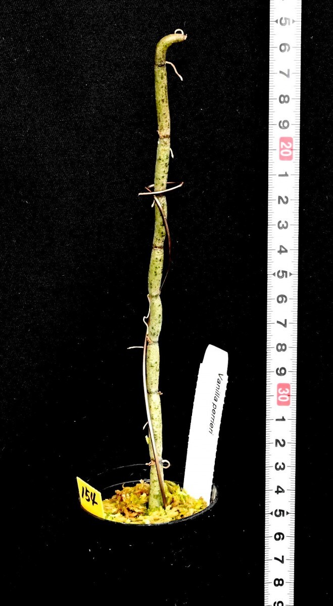 洋蘭原種 (154) 珍種入荷、リーフレスバニラ 良株です。 Vanilla perrier バニラ ペリエリーの画像2