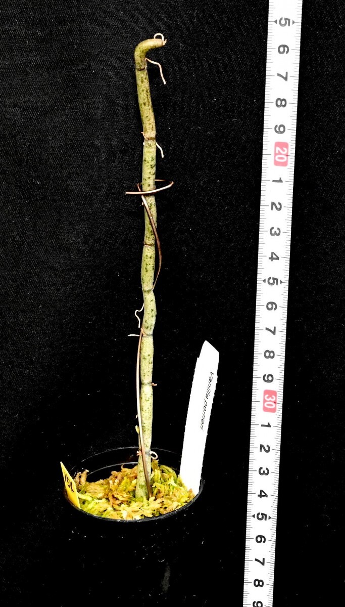 洋蘭原種 (154) 珍種入荷、リーフレスバニラ　良株です。　Vanilla perrier バニラ　ペリエリー_今回出品の株です。