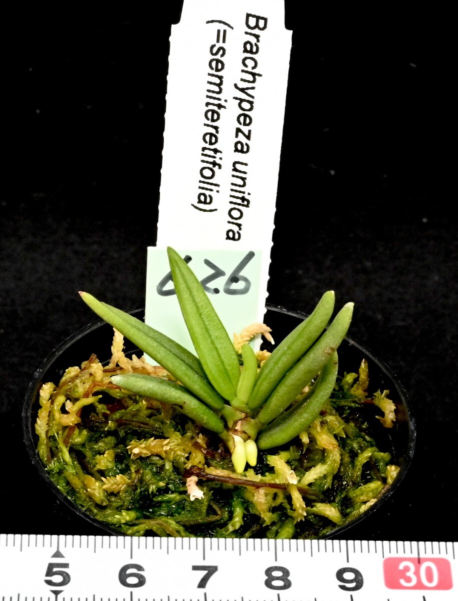 洋蘭原種 (626) 原産地由来　Brachypeza semiteretifolia (=uniflora) ブラチペザ　セミテレティフォリア_今回出品の株です。 