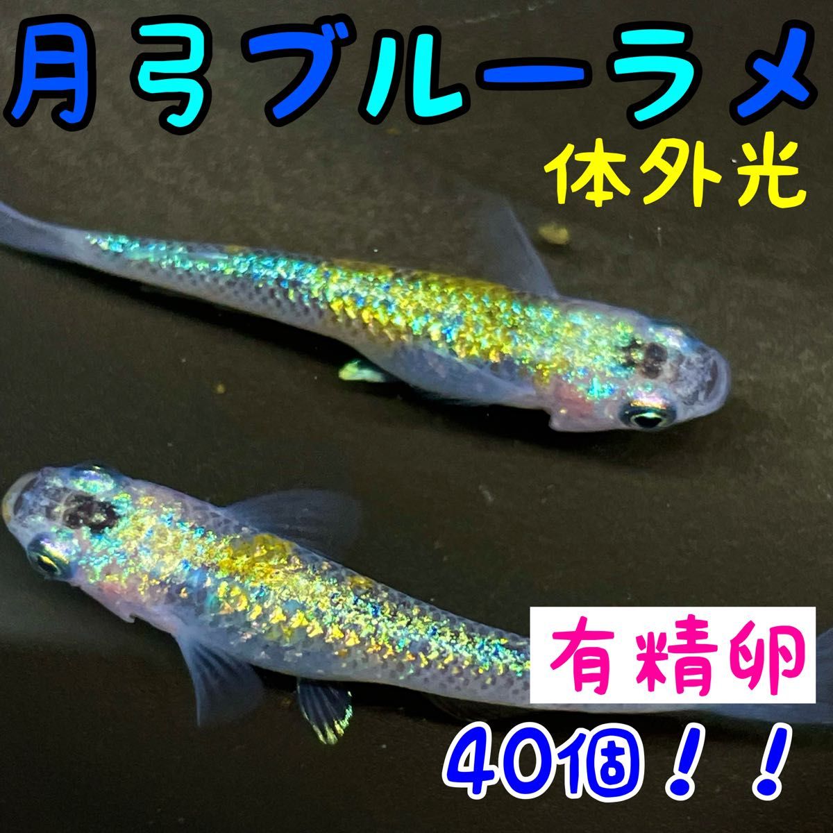 【メダカの卵】月弓ブルーラメ体外光  有精卵40個