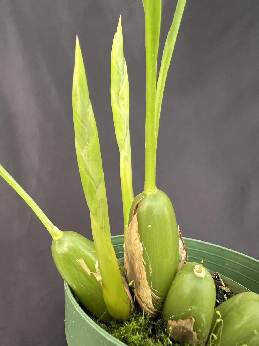 洋蘭 原種 セロジネ属 Coelogyne nitida (旧オクラセア) ネパール産可憐花 香り最高 花茎2本付き 特価 速達第四種郵便 送料692円　　_画像4