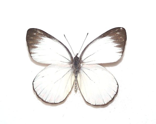  иностранного производства бабочка образец eumoru.ka Zari белый A-*bo Rene o остров производство 