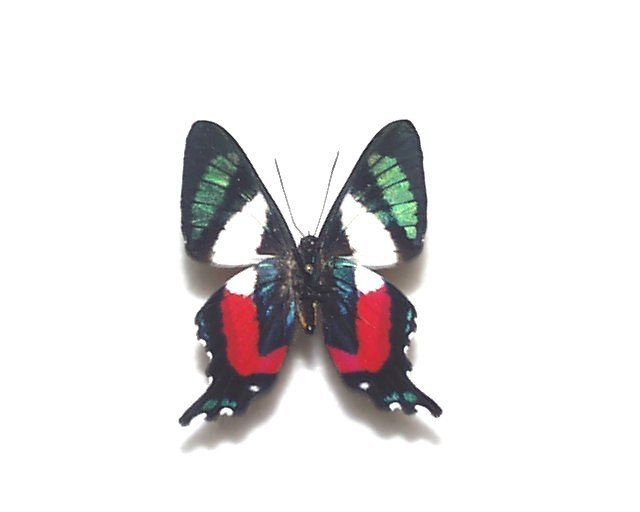 外国産蝶標本　ミイロシジミタテハ　A-♂ ペルー産_画像1