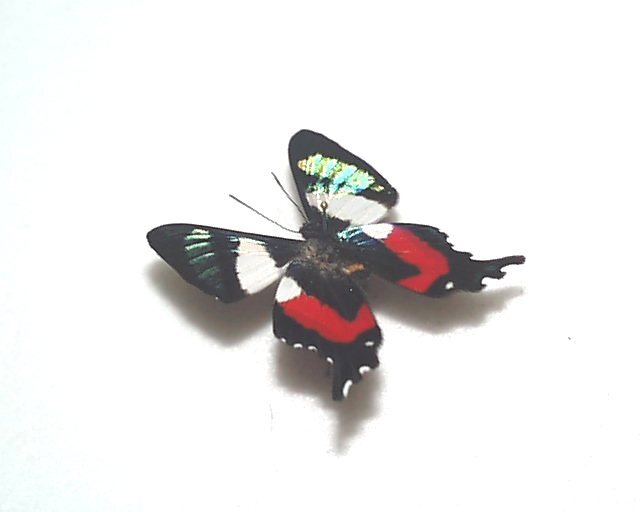 外国産蝶標本　ミイロシジミタテハ　A-♂ ペルー産_画像2