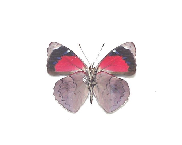 外国産蝶標本　レバシィウラスジタテハ　A-♂ ペルー 産_画像3
