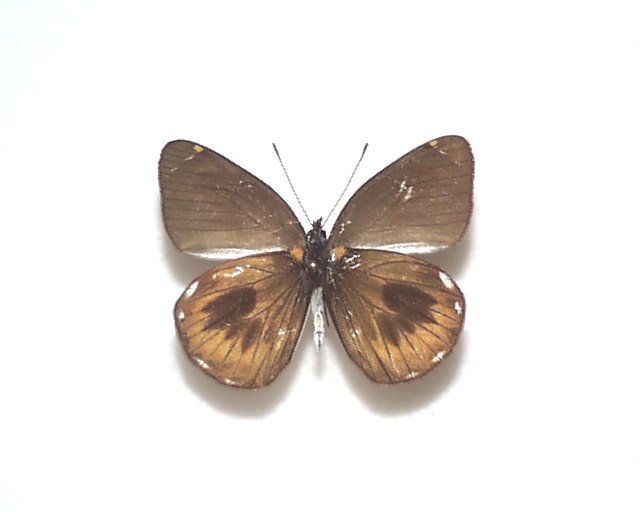  foreign product butterfly specimen hipomela ska Zari white A-* PNG production 