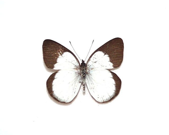  foreign product butterfly specimen hipomela ska Zari white A-* PNG production 