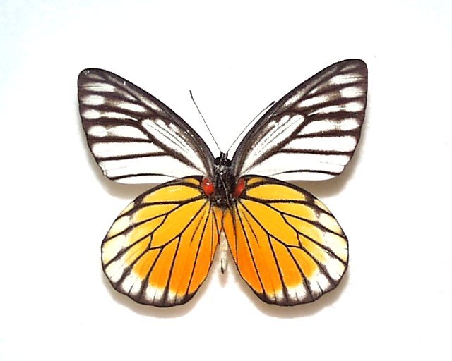 外国産蝶標本　フィロノメマダラシロチョウ　A-♂ マレーシア 産_画像1