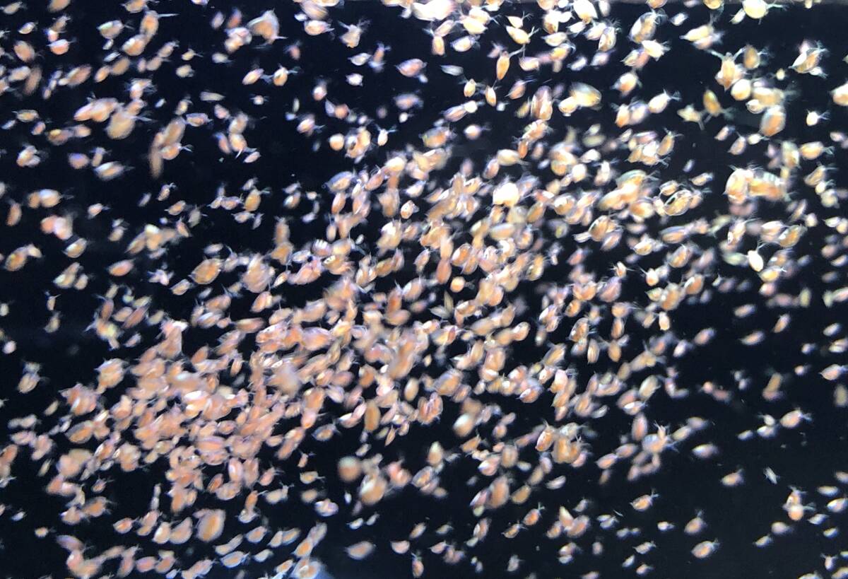 自家培養の元気いっぱい栄養たっぷりのタイリクミジンコ約１２００匹以上観賞魚等の餌にの画像9