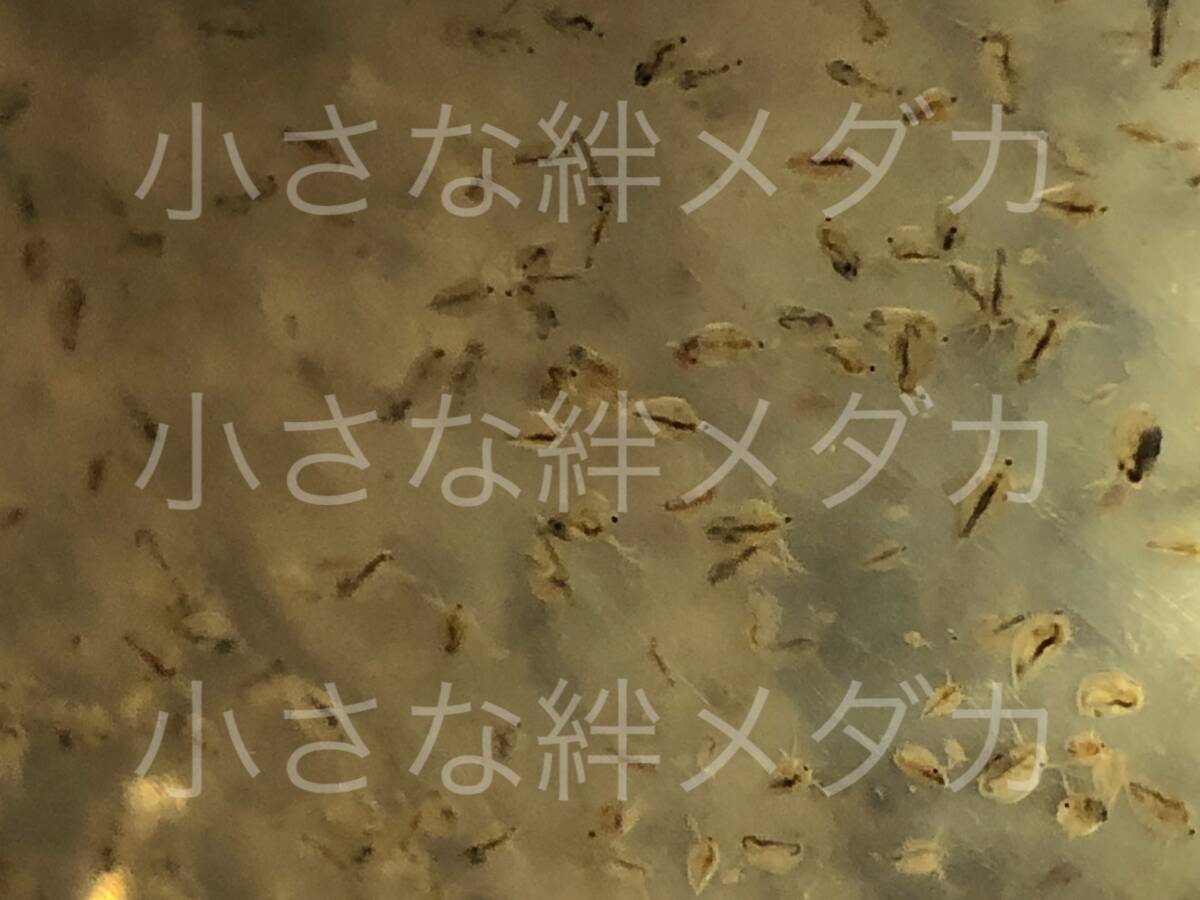 自家培養の元気いっぱい栄養たっぷりのタイリクミジンコ約１３００匹以上 観賞魚等の産卵シーズンの餌にの画像4