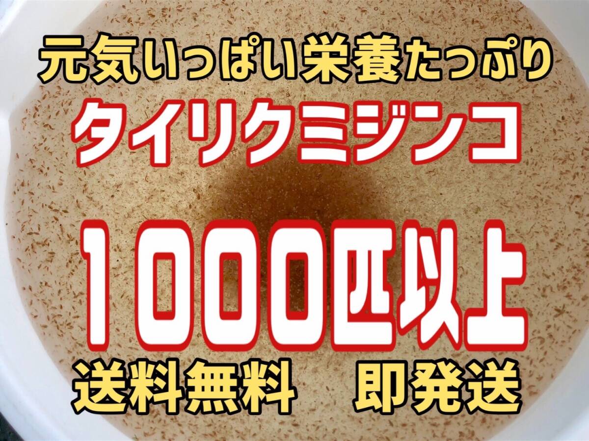 【小さな絆メダカ】自家培養の元気いっぱい栄養たっぷりのタイリクミジンコ約１０００匹以上　観賞魚等のエサに_画像1