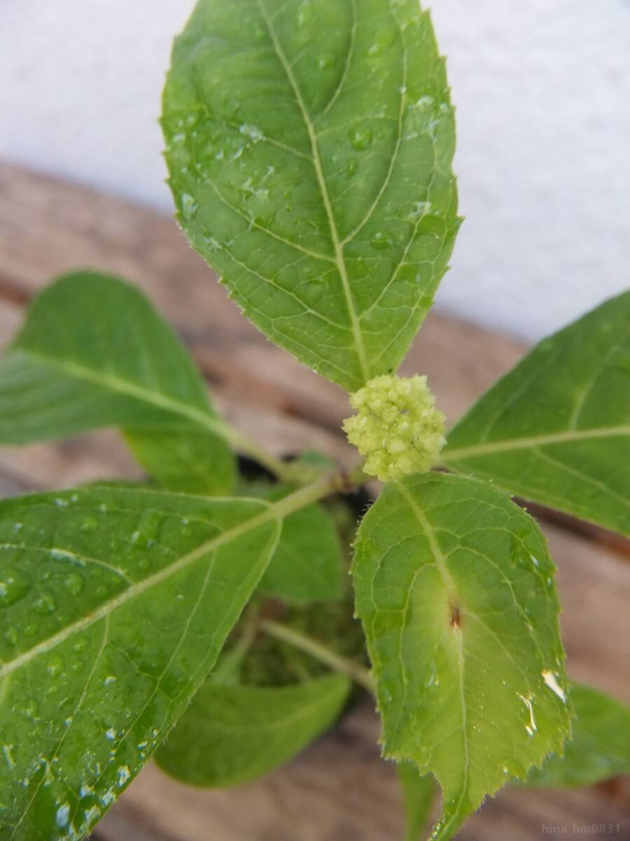 ◇ 山野草 ◇ アジサイ 七段花 シチダンカ 7.5㎝ポリポット 花芽付き ◇挿し木 とり木 苗木 紫陽花 あじさい ヤマアジサイ サワアジサイ◇_画像2