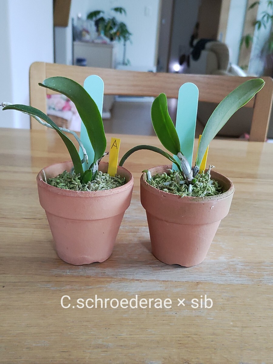 洋蘭 ラン C.schroederae 小苗2株セット！_画像2