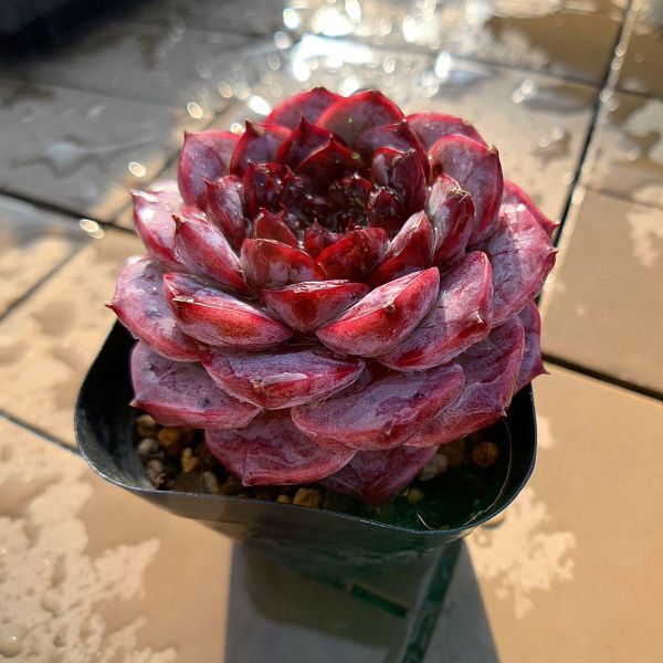 即決価格★農園直売 多肉植物エケベリア属 レッドベルベット（単） Echeveria 'Red Velvet' 選抜超美苗 観葉植物 インテリア 多肉専門VERVE_画像4