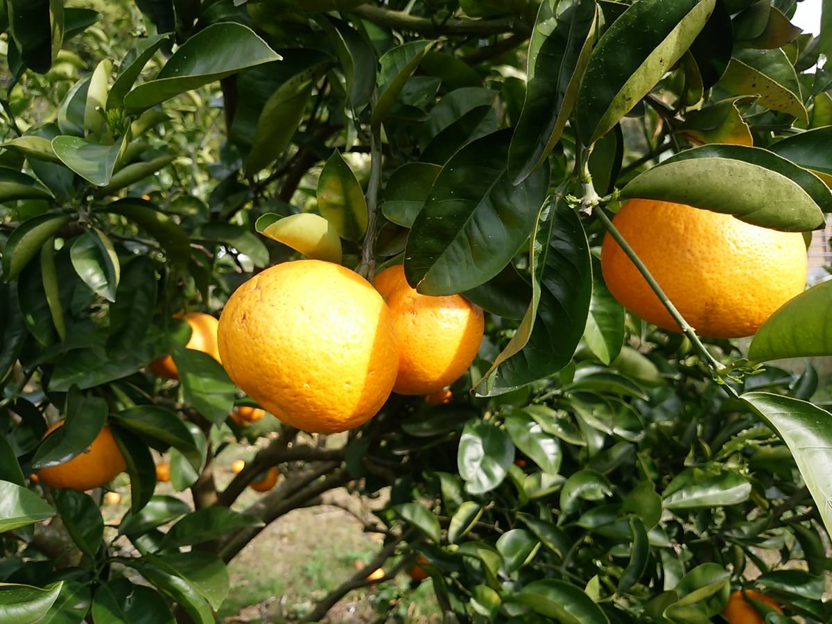 [ Ehime. island. tree becomes is ... large sphere 14kg]. home use * Takeda fruit tree ...